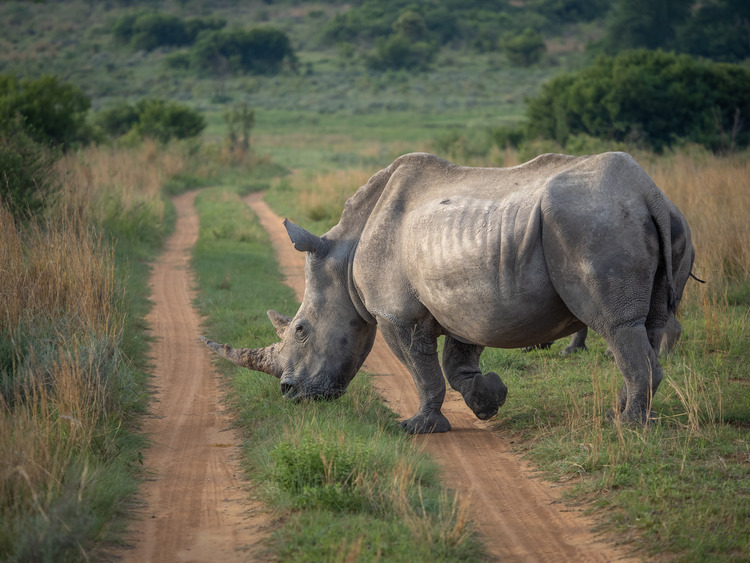 Rhino Conservation Experience