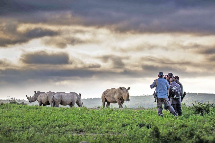 Rhino Protection