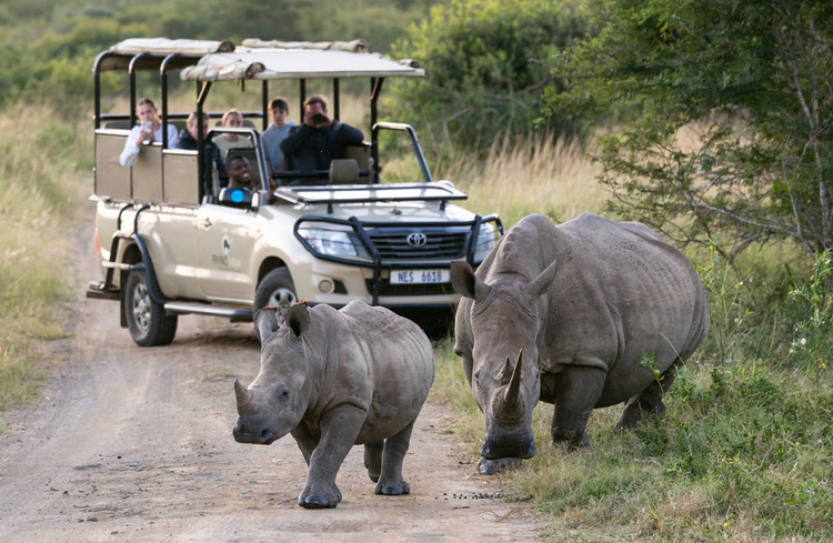 Rhino Safari