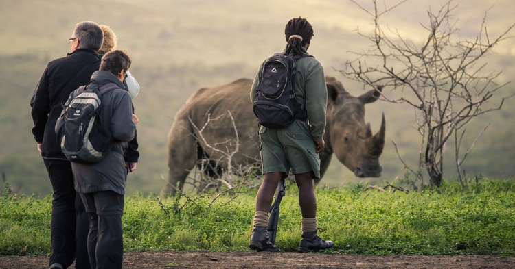 Rhino Walks