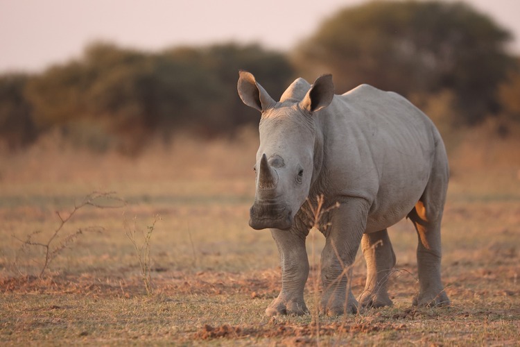 South Africa Rhino Conservation