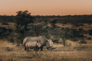 South Africa Rhino Lodges