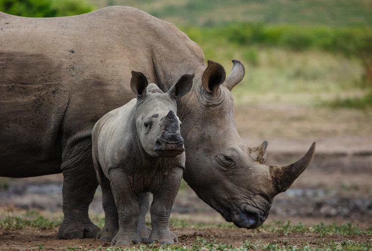 White Rhinos