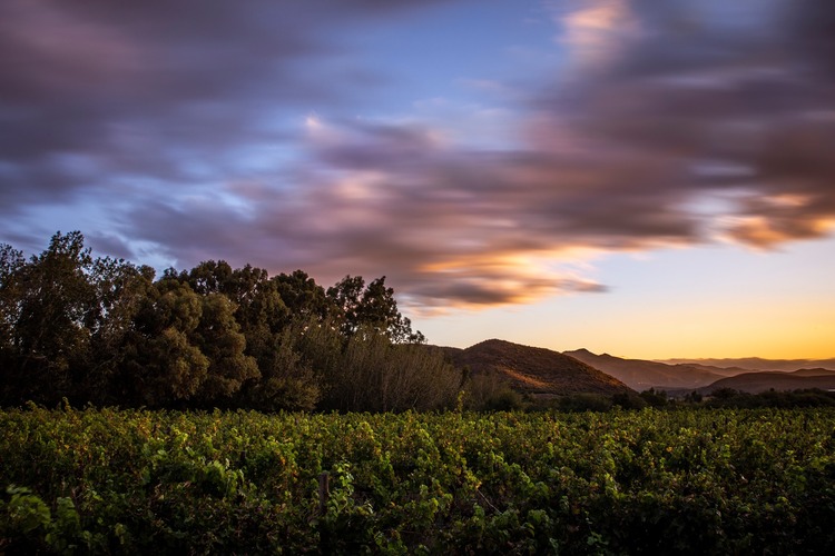 Cape Winelands Setting