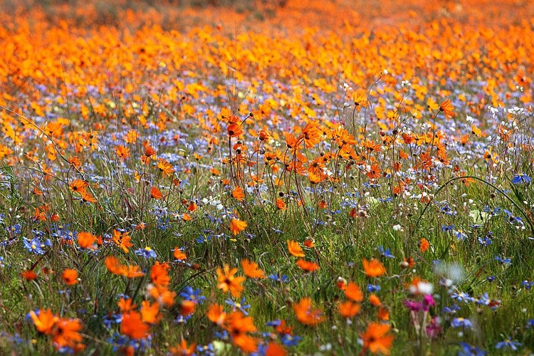 The Cederberg Wildflowers