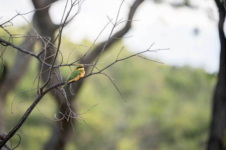 The Waterberg Birdlife