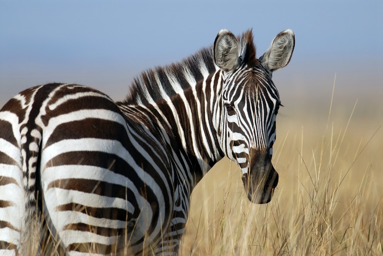 Plettenberg Bay Game Reserve