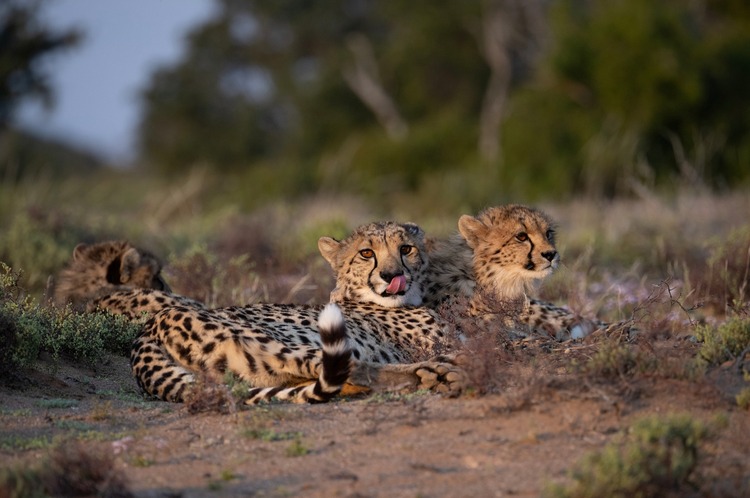 Sanbona Wildlife Reserve