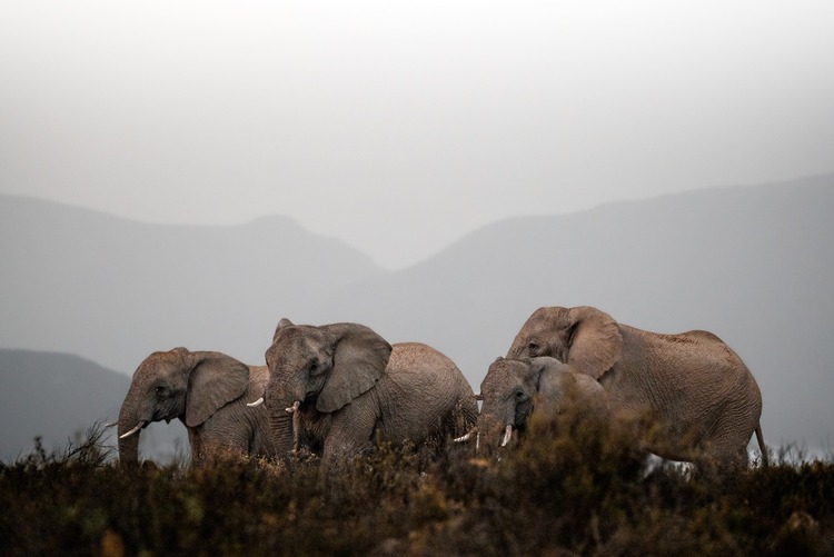 Western Cape Game Reserves Wildlife